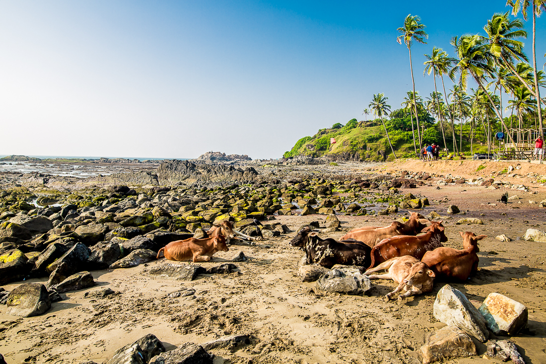 goa-india-596